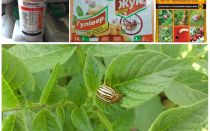 I veleni e i veleni più efficaci dallo scarabeo della patata del Colorado