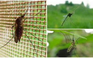 Колко високи комари и мухи летят