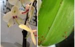 Comment traiter le bouclier sur les orchidées
