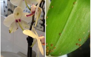 Cum se face cu scutul pe orhidee