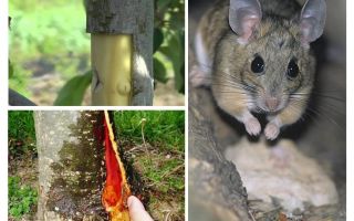 Comment sauver le pommier, si les souris capturent l'écorce