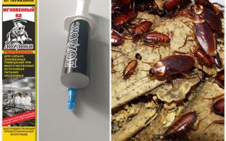 Betekent Dohloks tegen kakkerlakken