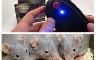 Repeller möss och råttor Elektrokot