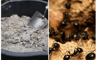 Ask från myrorna på platsen