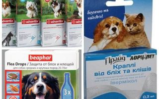 Köpekler için pire ve kene ilaçları