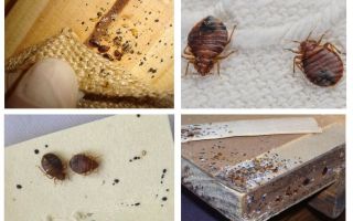 Hoe ziet een meubelbug eruit en hoe kom je er vanaf
