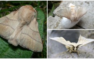 Description et photo de papillon chenille et ver à soie