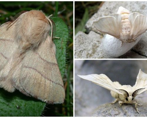Описание и снимка на гъсеница и пеперуда от копринени буби