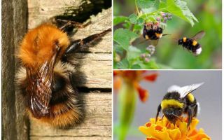 Как да премахнете пчелите от дома
