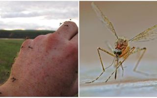 In welke landen en steden zijn er geen muggen