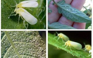Как да се справим с бялата муха в оранжерията