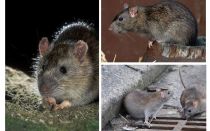الفئران الرمادي