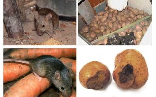Hoe muizen uit de kelder te krijgen