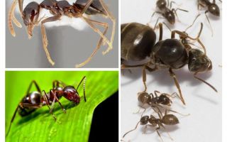 Le formiche dormono