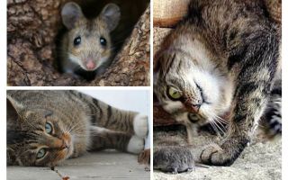 هل القطط والقطط تأكل الفئران؟