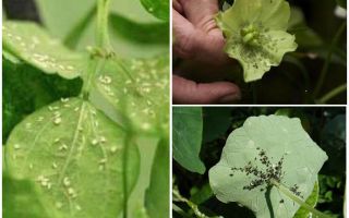 Hoe zich te ontdoen van bladluizen op kamerplanten thuis