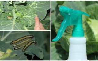 Jak se zbavit motýlů a zelí housenky