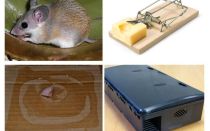 Как да премахнете мишките от частна къща