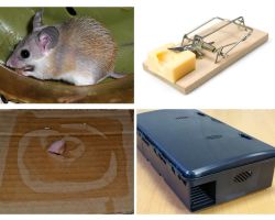 Jak odstranit myši ze soukromého domu