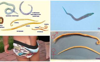 Pinworms ve diğer solucanlardan farklılıklar Ascaris