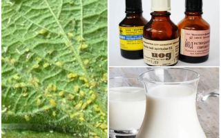 Mjölk med jod från bladlus