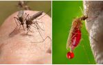 Hur många gånger kan en myggbett