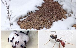 Karıncalar kış aylarında ne yapar