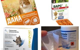 Kediler için en iyi pire ilaçları
