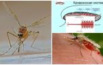 Intressanta fakta om myggets struktur