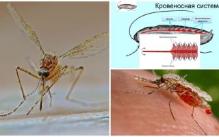 Sivrisineklerin yapısı hakkında ilginç gerçekler