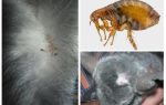 O que fazer se uma chinchila tiver pulga