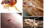 Qual é a diferença entre piolhos e pulgas?