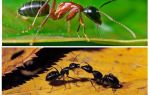 Combien pèse une fourmi