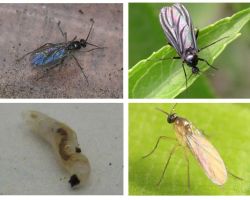 Hoe zich te ontdoen van zwarte vliegen in kamerplanten en bloempotten