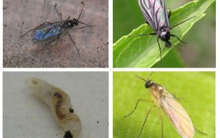 Hoe zich te ontdoen van zwarte vliegen in kamerplanten en bloempotten