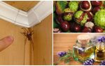 Métodos e ferramentas para aranhas em um apartamento ou casa particular