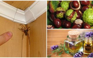 Bir apartman dairesinde veya özel evde örümcekler için metodlar ve araçlar