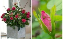 Bladluizen op rozen - hoe om te gaan en hoe zich te ontdoen