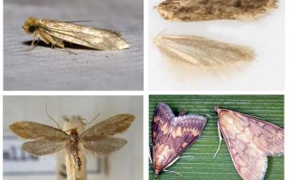 Vad hjälper från moth och dess larver