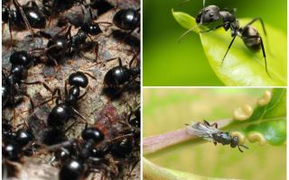Tipi di formiche in Russia e nel mondo