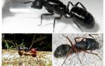 أكبر النمل في العالم