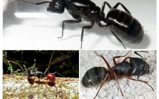 Cele mai mari furnici din lume