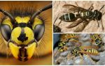 Ong có thể nhìn thấy, ngủ hoặc bay vào ban đêm