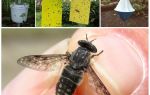 Hur man handskas med gadflies