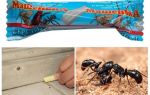 Penna Masha från myror
