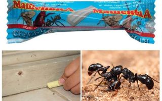 قلم رصاص ماشا من النمل
