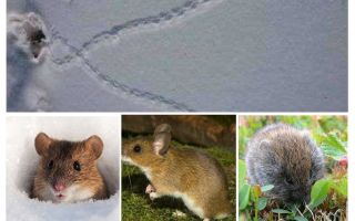 آثار الفئران في الثلج