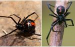 Mô tả và hình ảnh của nhện góa phụ đen