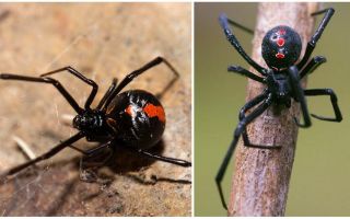 Descrizione e foto del ragno vedova nera