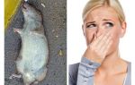Làm thế nào để thoát khỏi mùi của một con chuột chết dưới sàn nhà